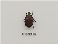 藏品(毛翅騷金龜)的圖片